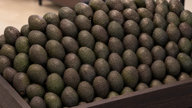Exposição comercial de Abacate Avocado