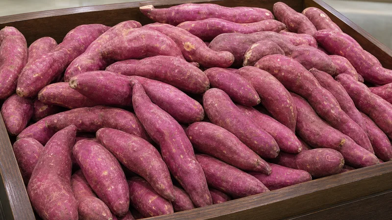 Exposição comercial de Batata-doce Roxa