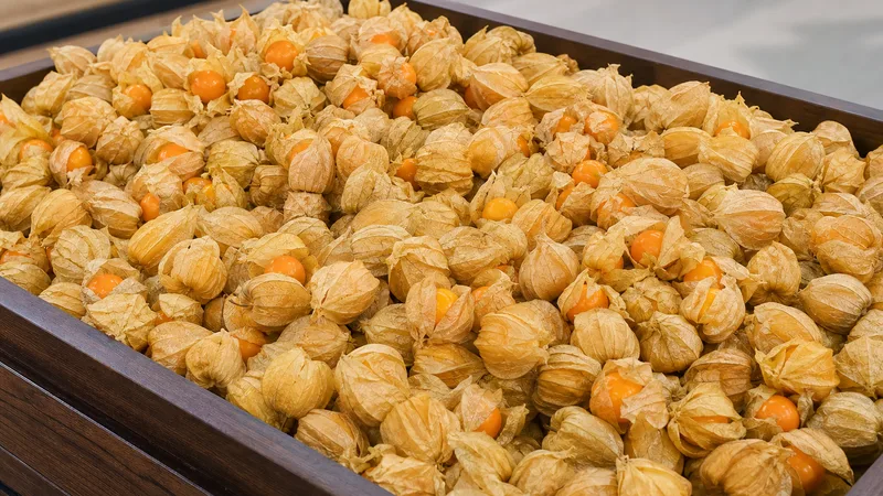 Exposição comercial de Physalis
