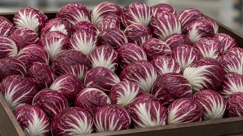Exposição comercial de Radicchio