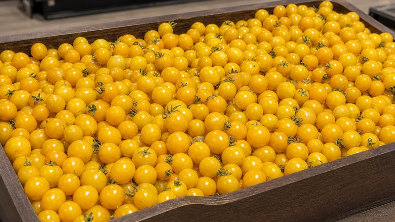 Exposição comercial de Tomate Mini Amarelo